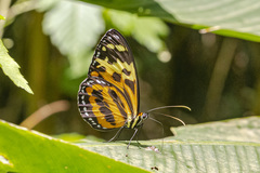 Tithorea harmonia caissara
