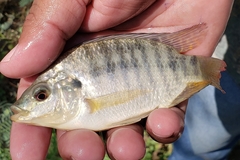 Oreochromis aureus