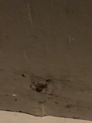 Theridiidae