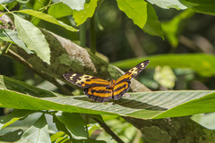 Tithorea harmonia caissara