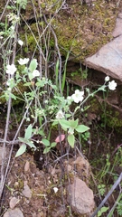 Nemophila