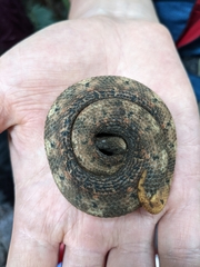 Trachyboa boulengeri