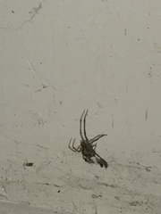 Theridiidae