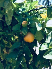 Citrus × aurantium