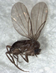 Puliciphora