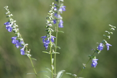 Salvia azurea azurea