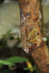 Uroplatus henkeli