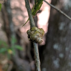 Callirhytis quercuscornigera