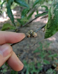 Callirhytis quercuscornigera