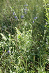 Salvia azurea azurea