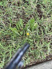 Taraxacum