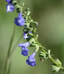 Salvia azurea azurea