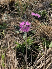 Dianthus superbus