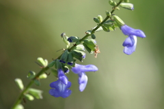 Salvia azurea azurea
