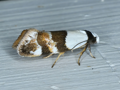 Euphiltra eroticella