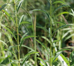 Salvia azurea azurea