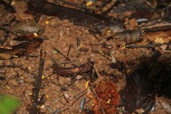 Brookesia stumpffi