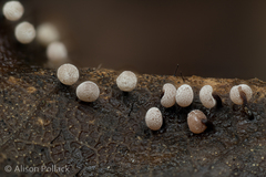 Didymium melanospermum