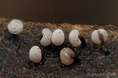 Didymium melanospermum