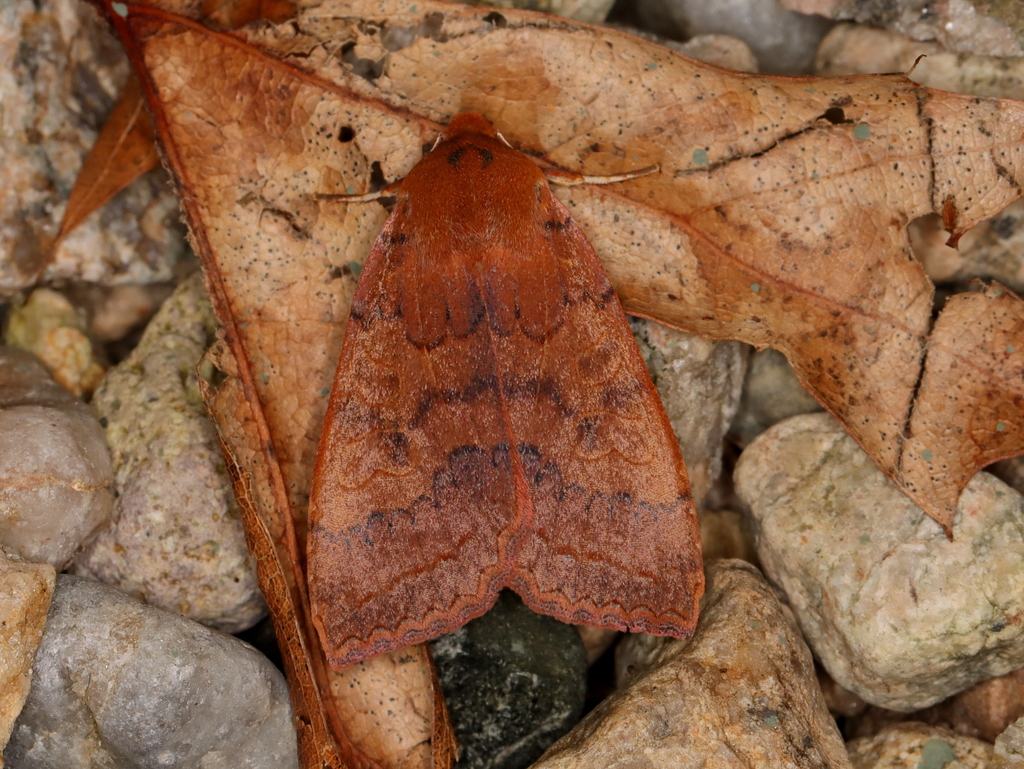 Footpath Sallow