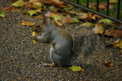 Sciurus carolinensis