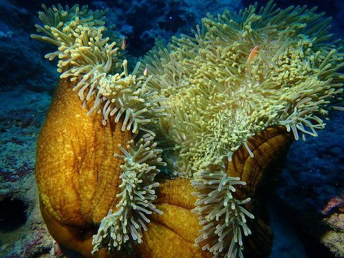 Magnificent Sea Anemone, photo 5 of 10