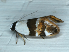 Euphiltra eroticella