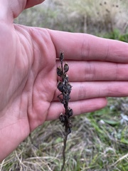 Castilleja levisecta