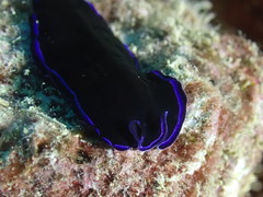 Pseudoceros caeruleocinctus