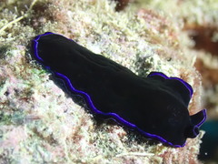 Pseudoceros caeruleocinctus