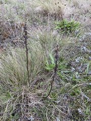 Castilleja levisecta