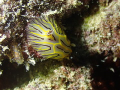 Halgerda willeyi