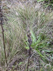 Castilleja levisecta