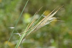Andropogon virginicus virginicus