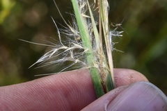 Andropogon virginicus virginicus