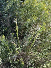 Andropogon virginicus virginicus