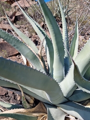 Agave asperrima asperrima