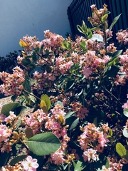 Lagerstroemia indica