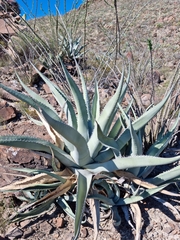 Agave asperrima asperrima