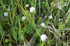 Bistorta bistortoides