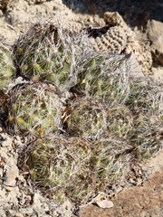 Coryphantha nickelsiae