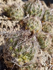 Coryphantha nickelsiae