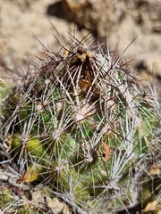 Coryphantha nickelsiae
