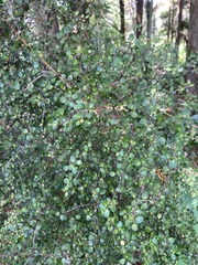 Coprosma crassifolia