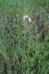 Lithophragma glabrum