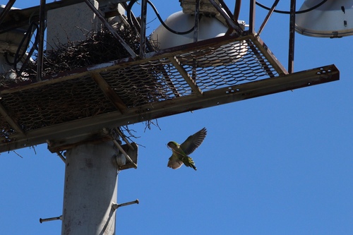 Conure veuve