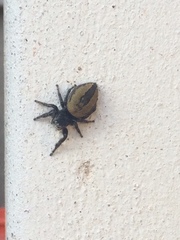 Phidippus pompatus