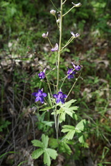 Delphinium patens