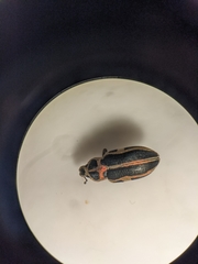 Eudiagogus