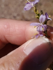 Carlowrightia linearifolia